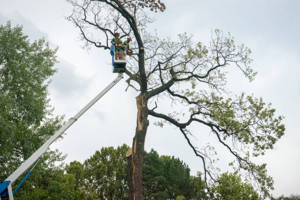 Best Fruit Tree Pruning  in Canton Valley, CT